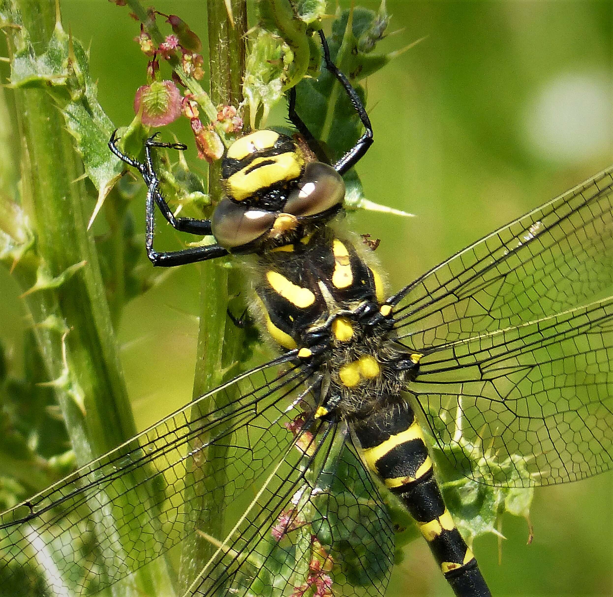 Image of golden-ringed dragonfly