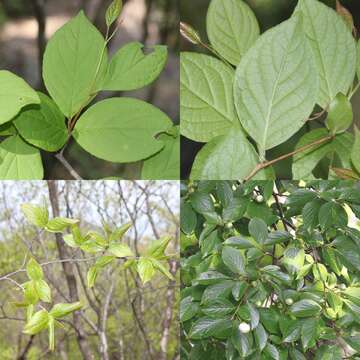 Imagem de Stewartia pseudocamellia Maxim.