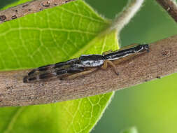 Image of Pike Slender Jumper