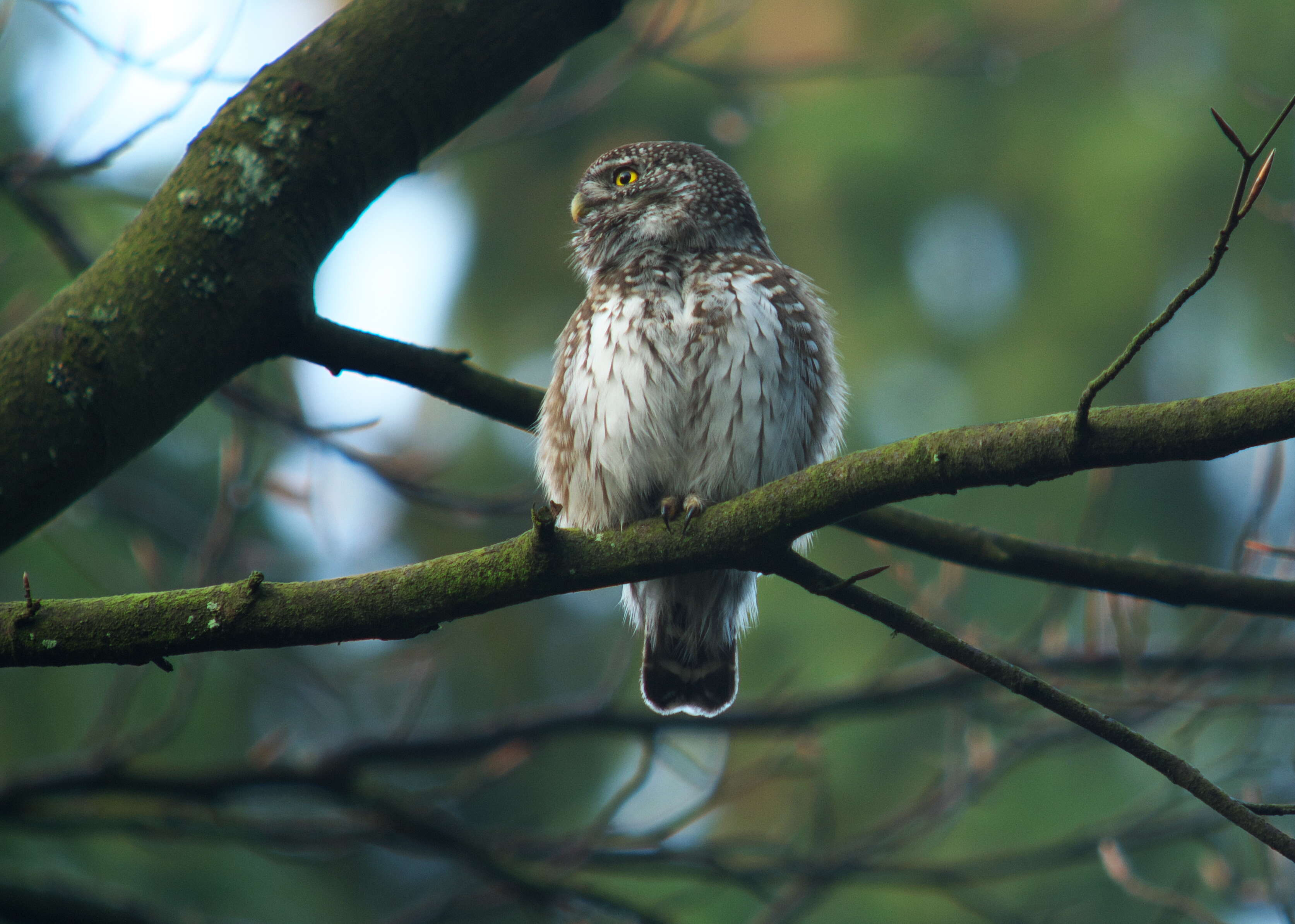 Image of Eurasian Pygmy Owl