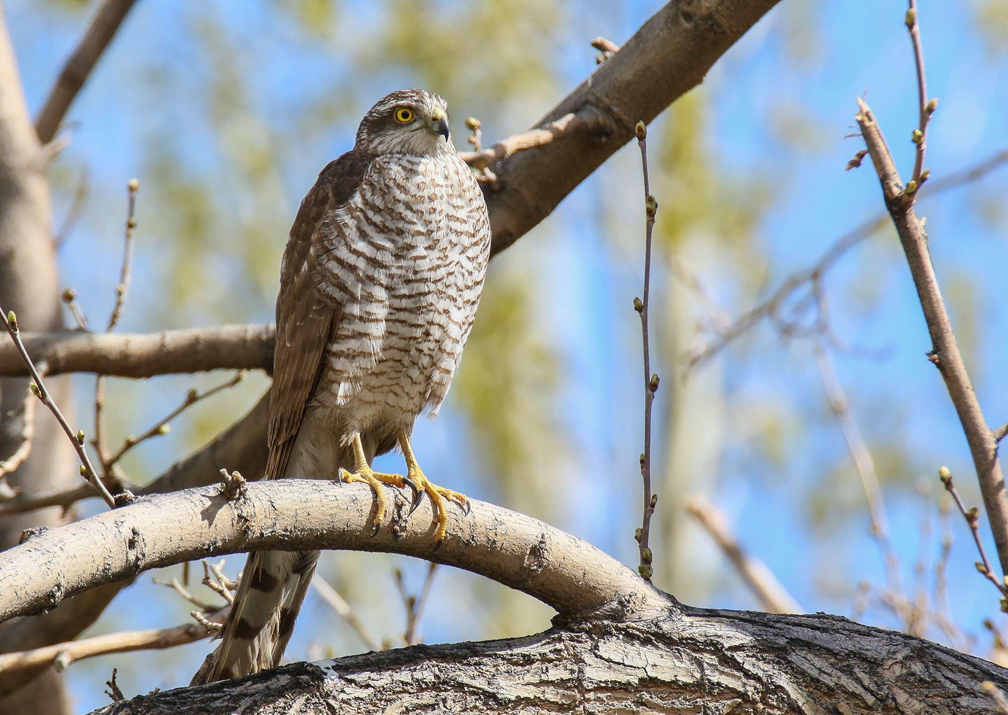 Image of Eurasian Sparrowhawk