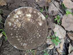 Image of gemmed Amanita