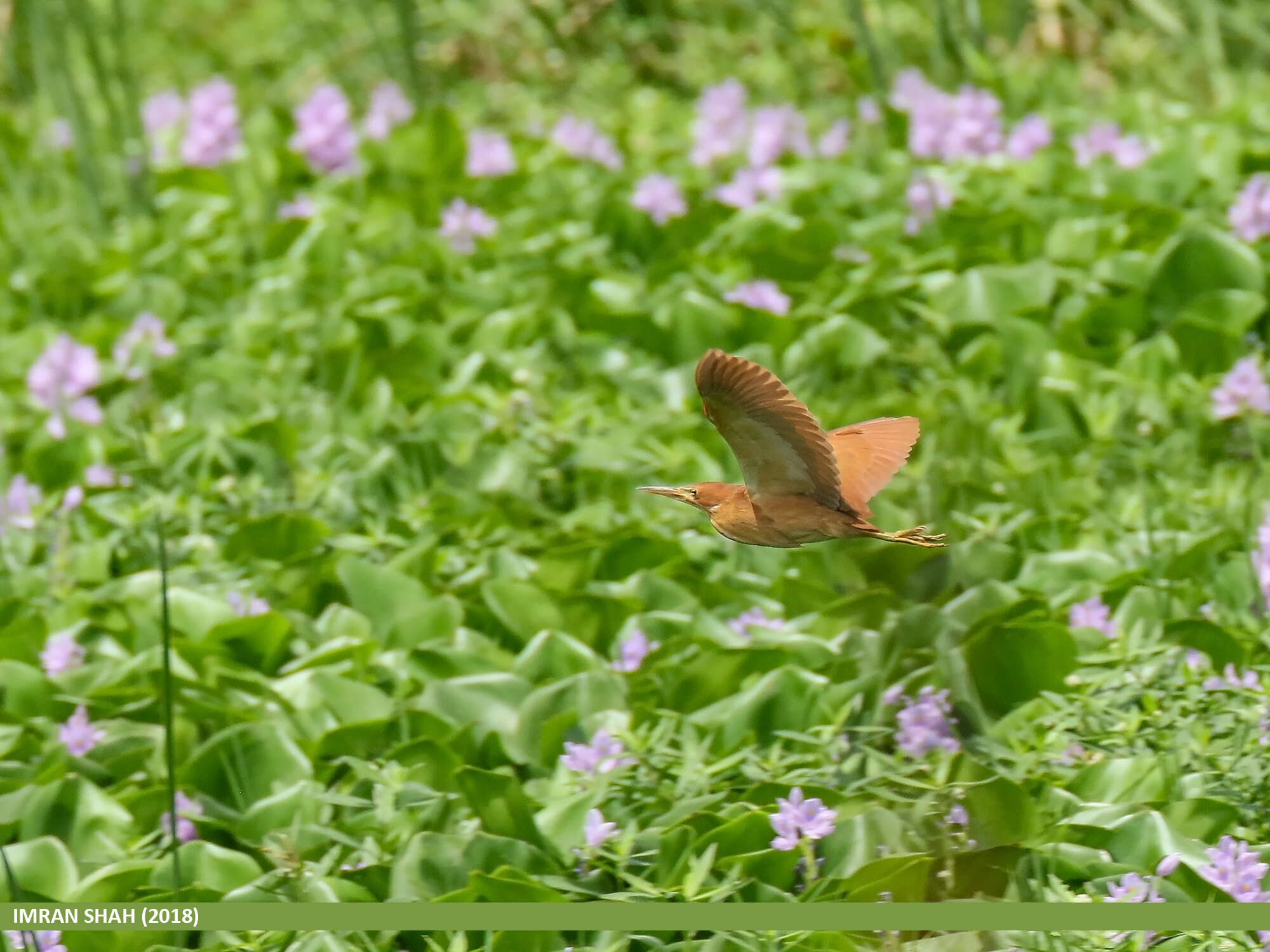 Image of Cinnamon Bittern