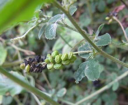 Image of black medick