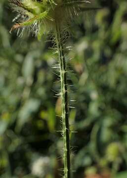 Image of small teasel