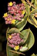 Image of Coastal tannin-bush