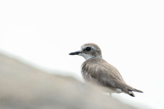 Image of Lesser Sand Plover