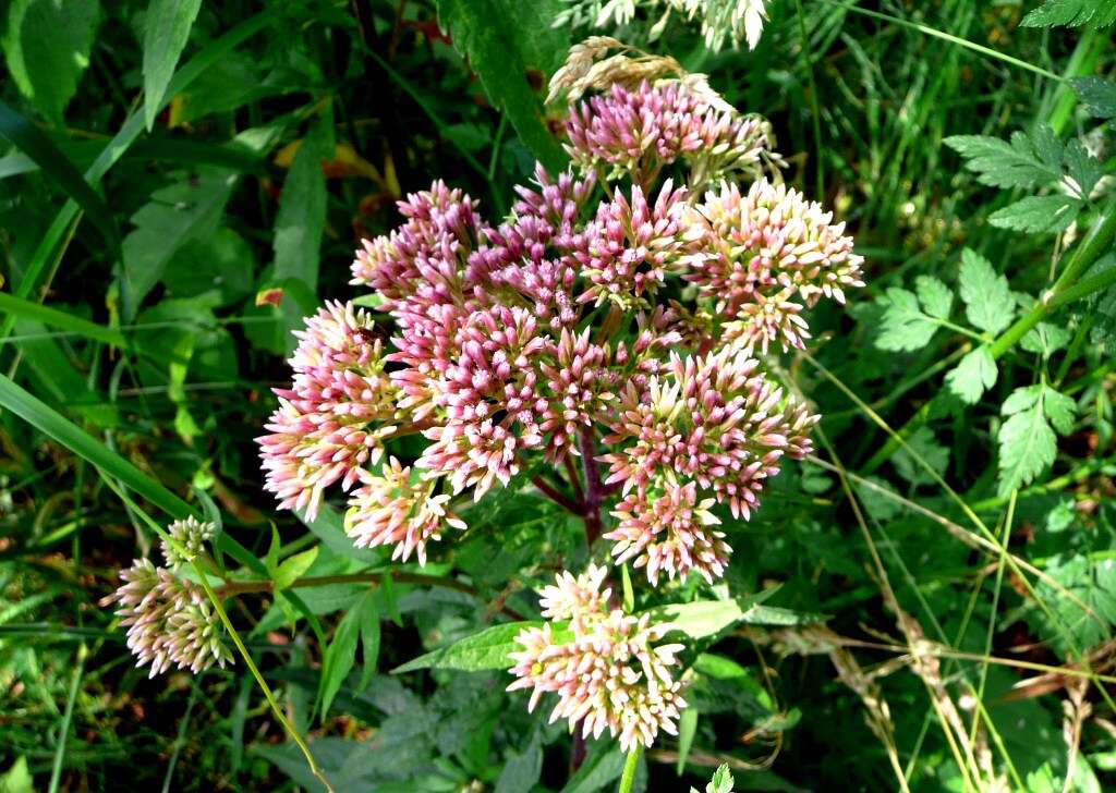 Image of hemp agrimony