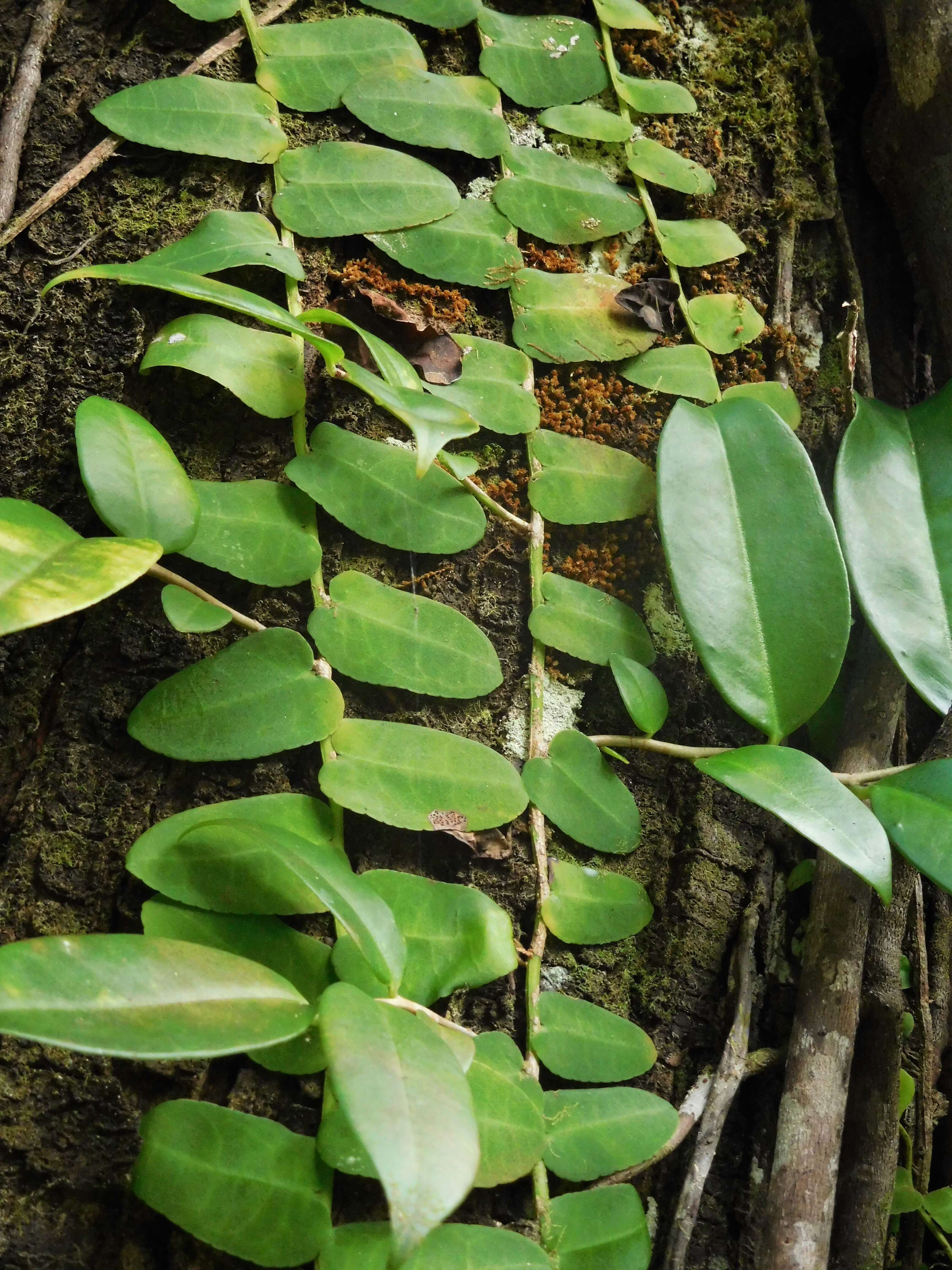 Image of Marcgravia umbellata L.