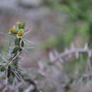 Image of Euphorbia beharensis Leandri