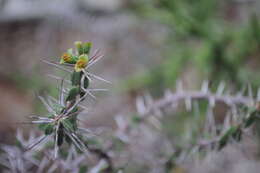 Sivun Euphorbia beharensis Leandri kuva