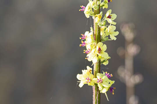 Verbascum nigrum L. resmi