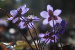 Image of American liverleaf