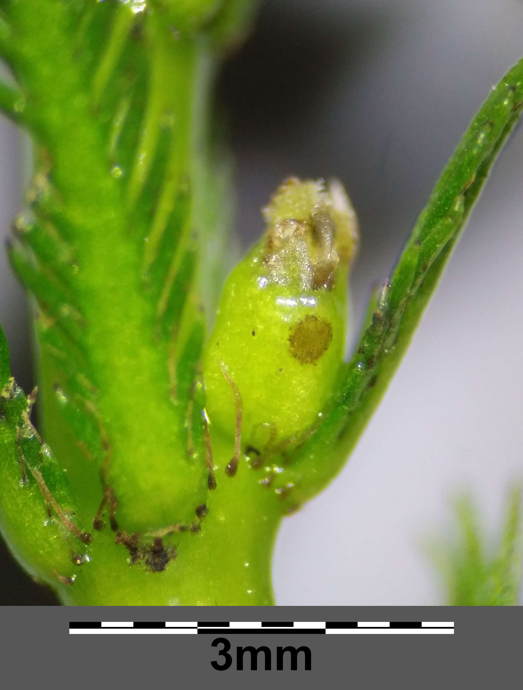 Слика од Myriophyllum verticillatum L.