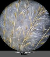 Imagem de Miscanthus sacchariflorus (Maxim.) Benth. & Hook. fil. ex Franch.