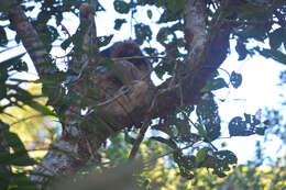 Image of Maned sloth