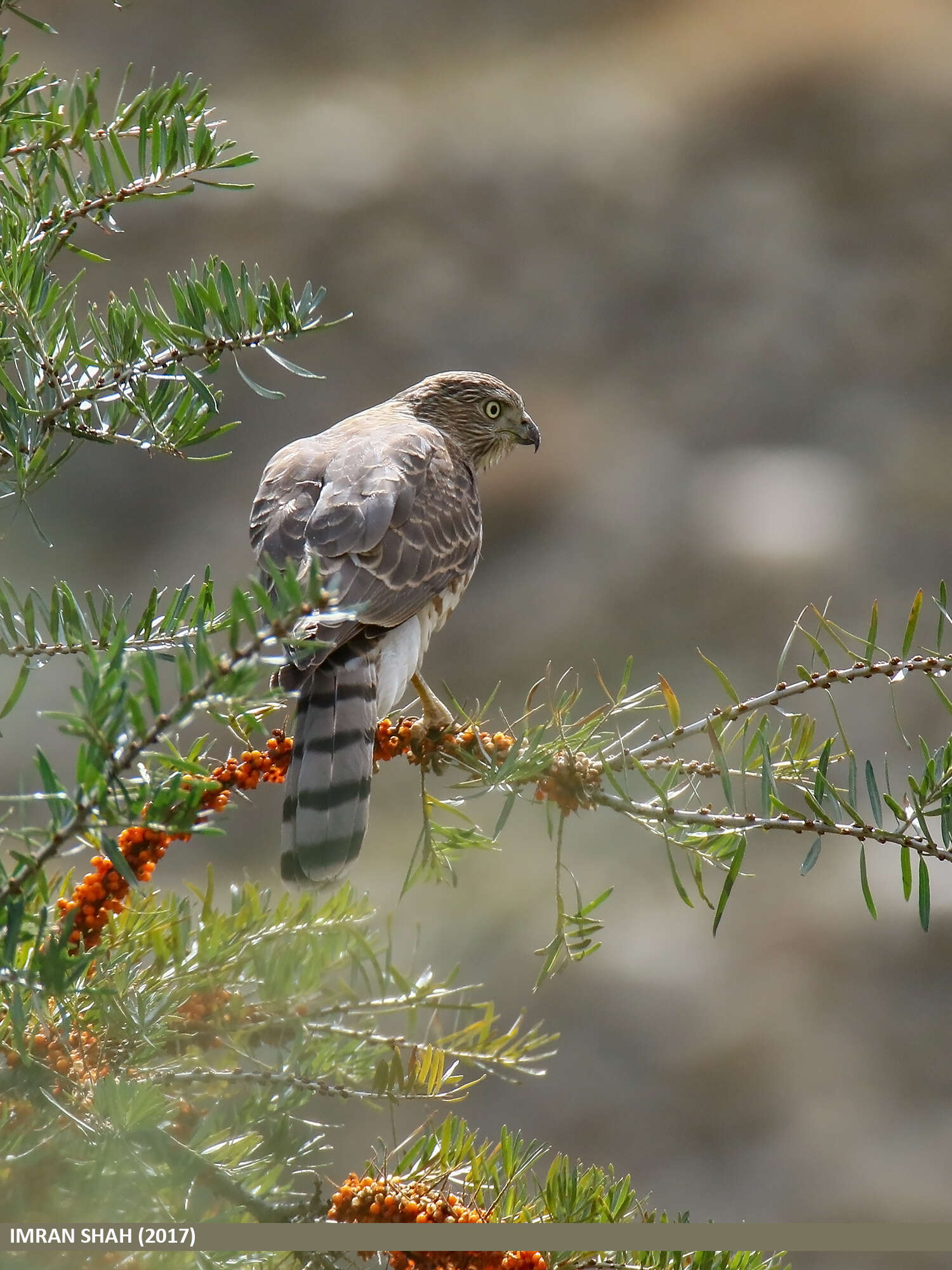 Image of Eurasian Sparrowhawk