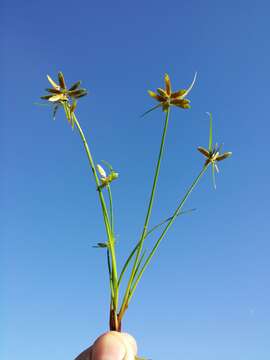 Image of Yellow Flat Sedge