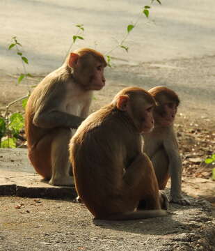 Image of Rhesus Monkey