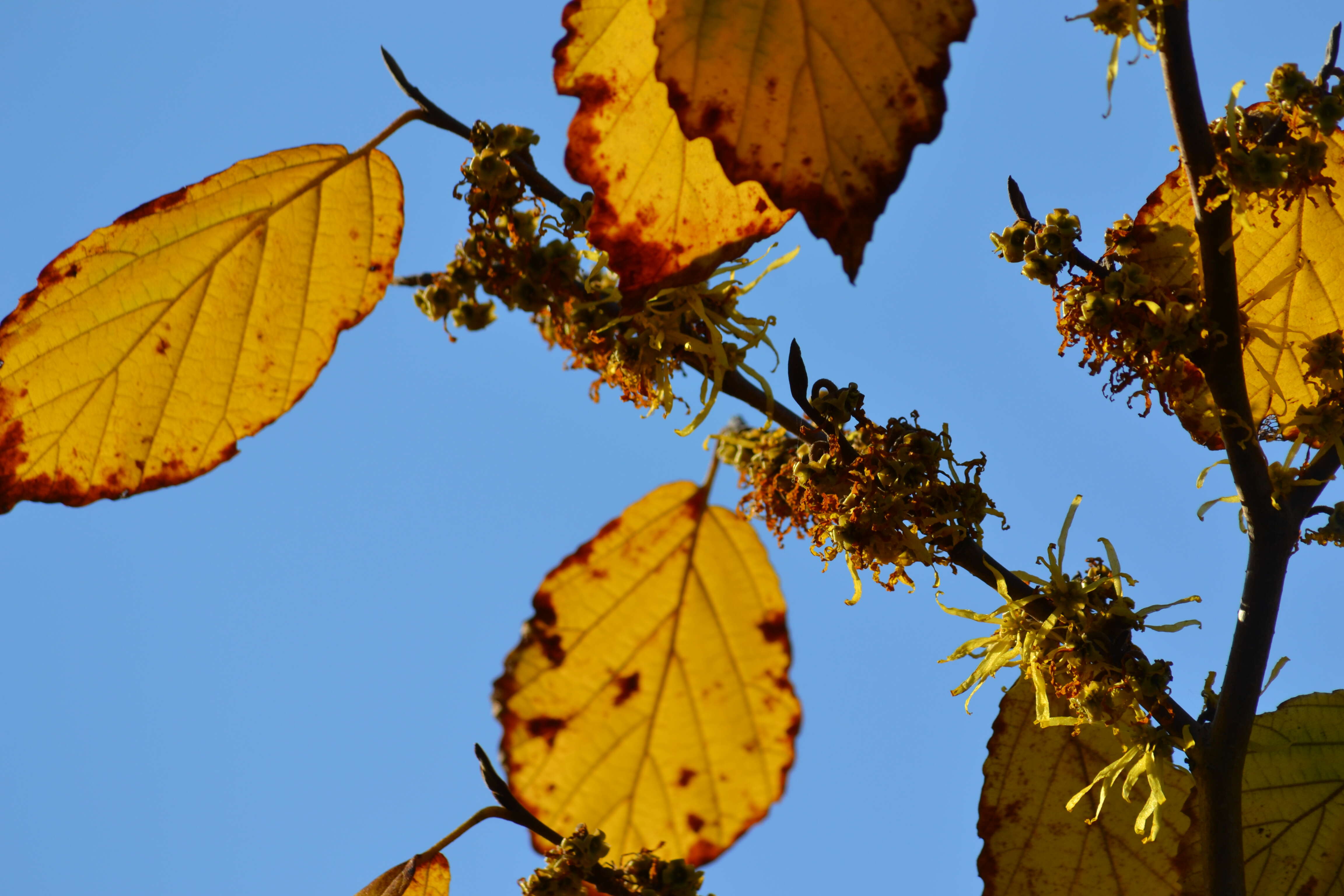 Image of American witchhazel