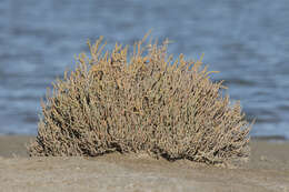 Слика од Salicornia perennis Miller