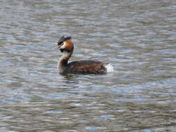 Image of Podiceps Latham 1787