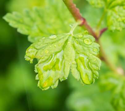 Image of European gooseberry