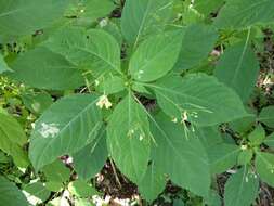 Image of small balsam