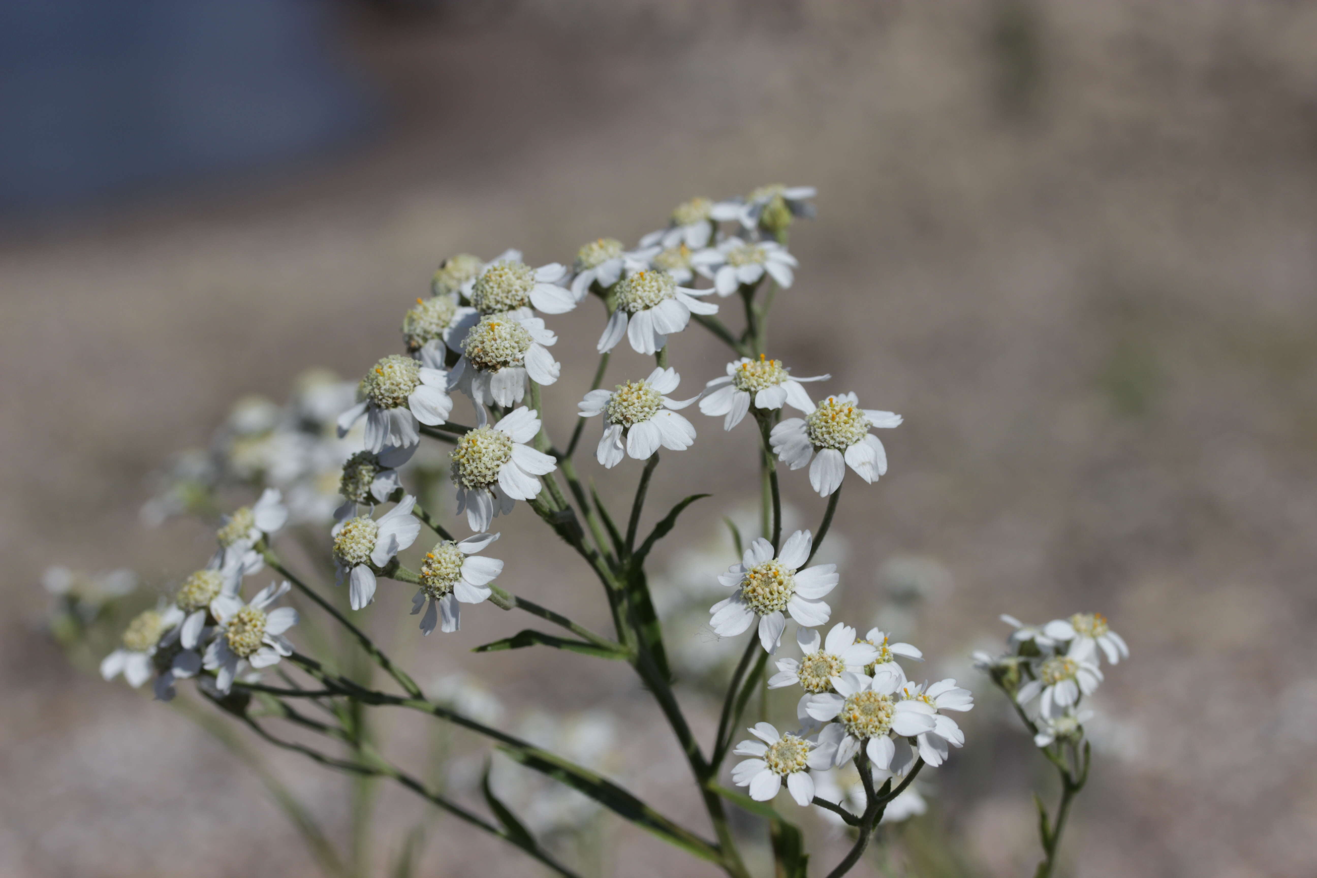 Image of Sneezeweed