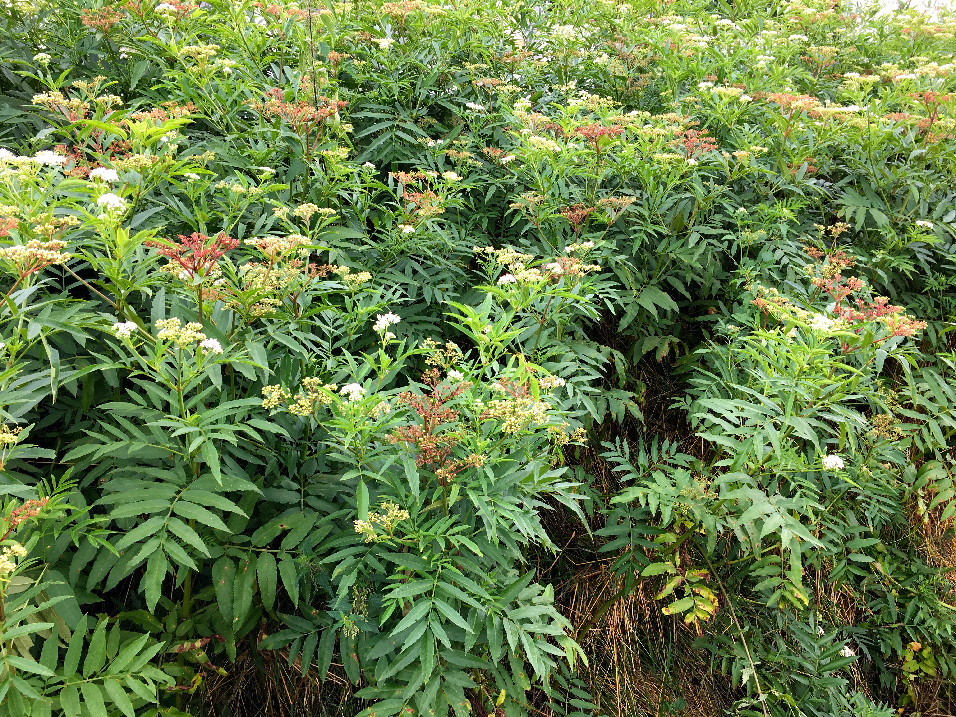 Imagem de Sambucus ebulus L.