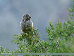 Image of White-winged Grosbeak