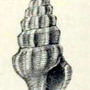 Image of Funa theoreta (Melvill 1899)