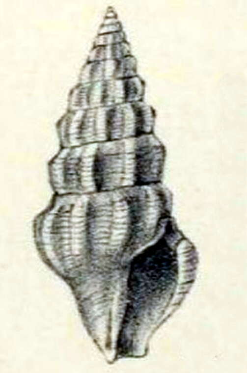 Image of Funa theoreta (Melvill 1899)