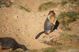 Image of Columbian ground squirrel