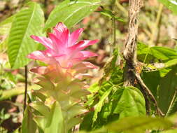 Image de Curcuma aromatica Salisb.