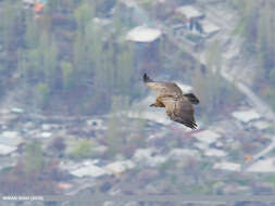 Image of Himalayan Griffon