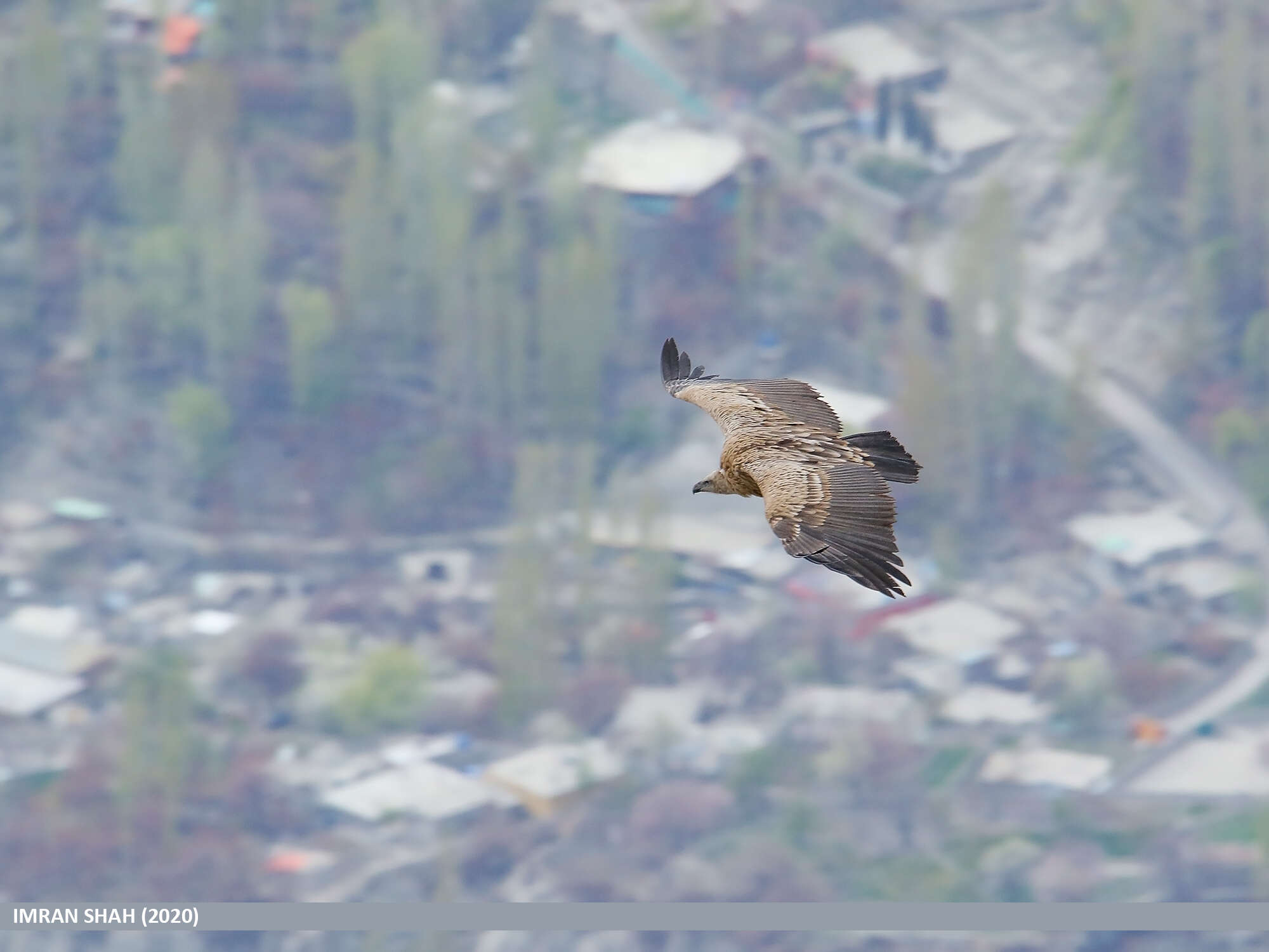 Image of Himalayan Griffon