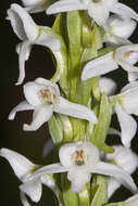 Image of Tall white bog orchid