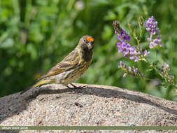 Image of Fire-fronted Serin