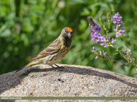 Image of Fire-fronted Serin