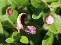 Image of Exobasidium vaccinii (Fuckel) Woronin 1867