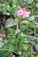 Image of Hairy Alpenrose