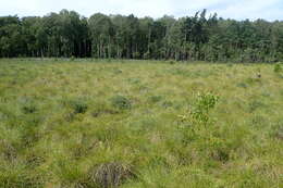 Image of bog rosemary