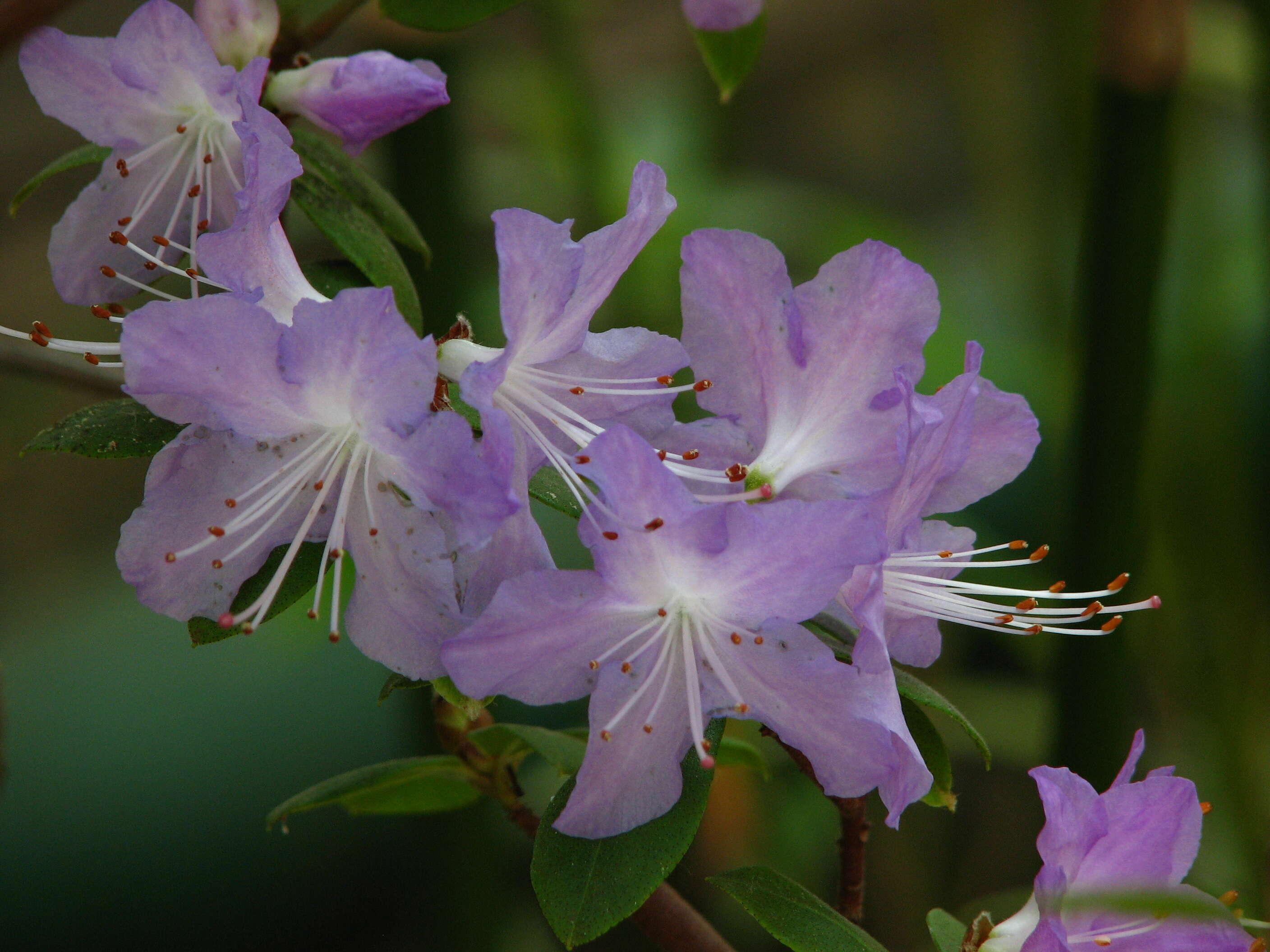 Image de Rhododendron augustinii Hemsl.