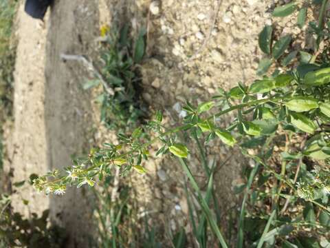 Image of rampion mignonette