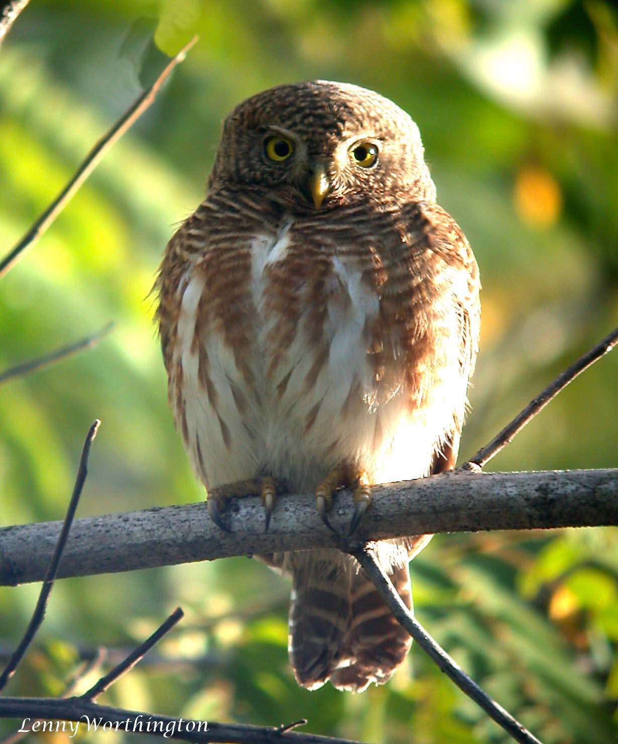 Image of Asian Barred Owlet