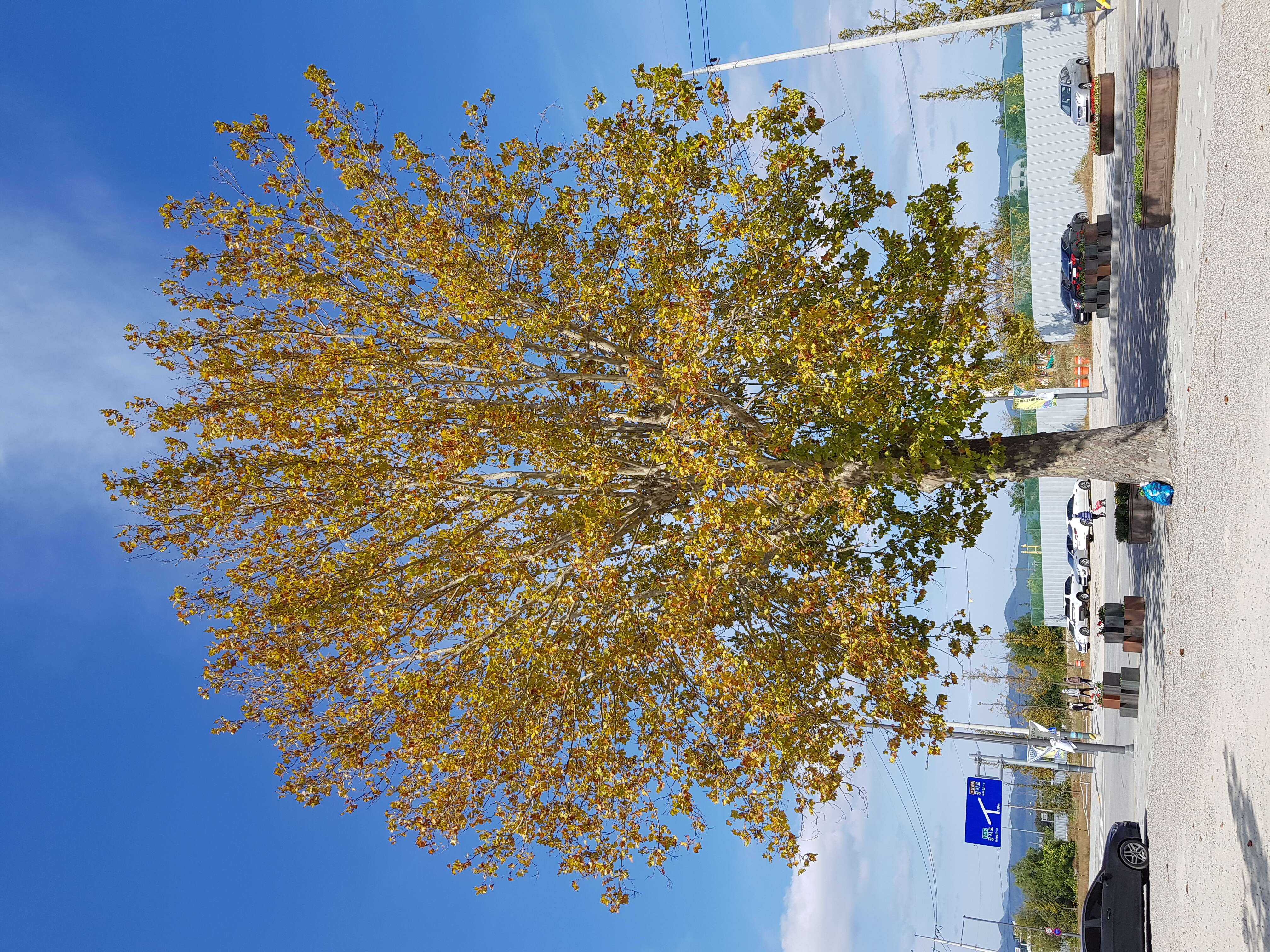 Imagem de Platanus occidentalis L.