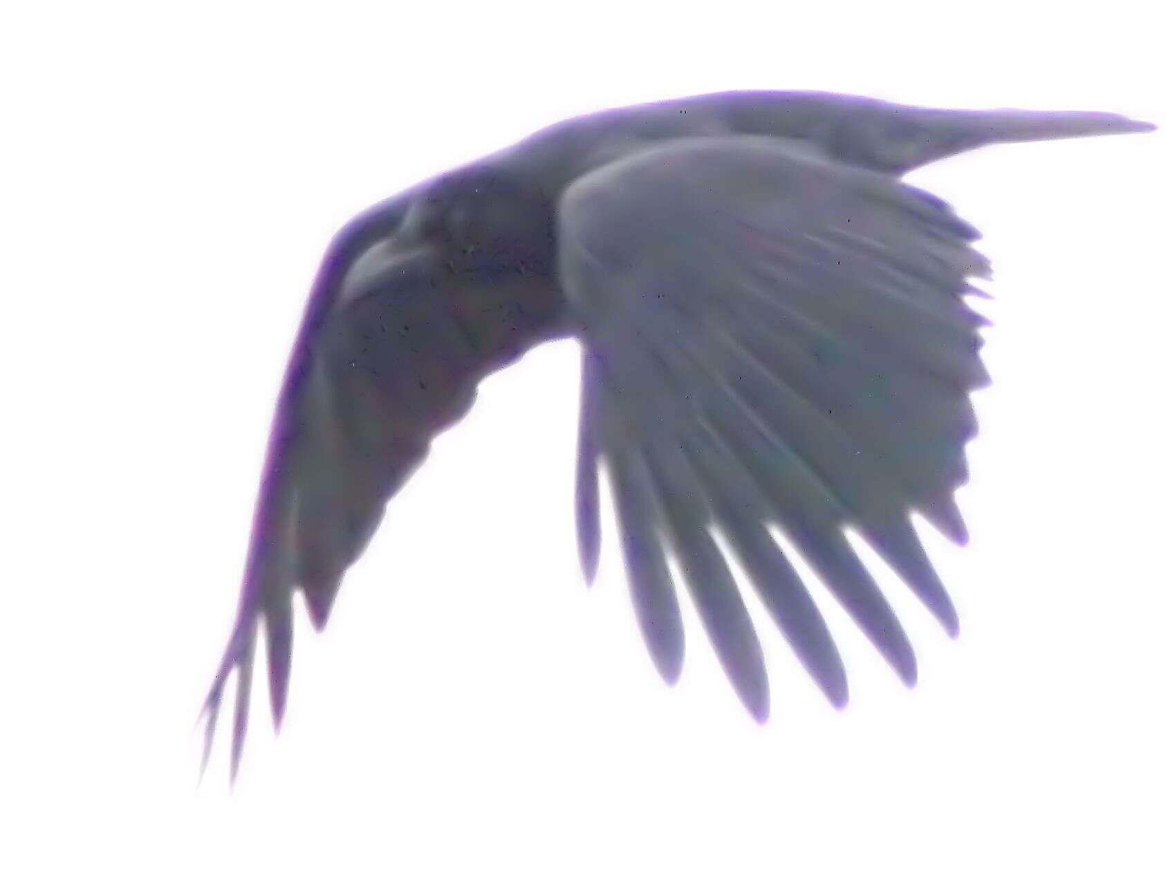 Image of Large-billed Crow