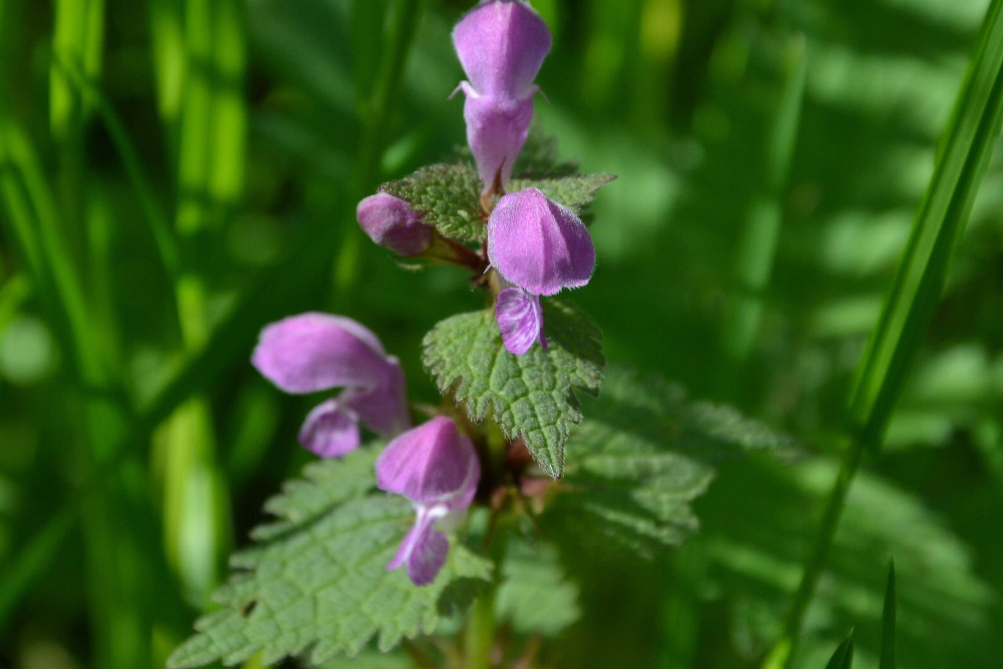 Image of spotted dead-nettle