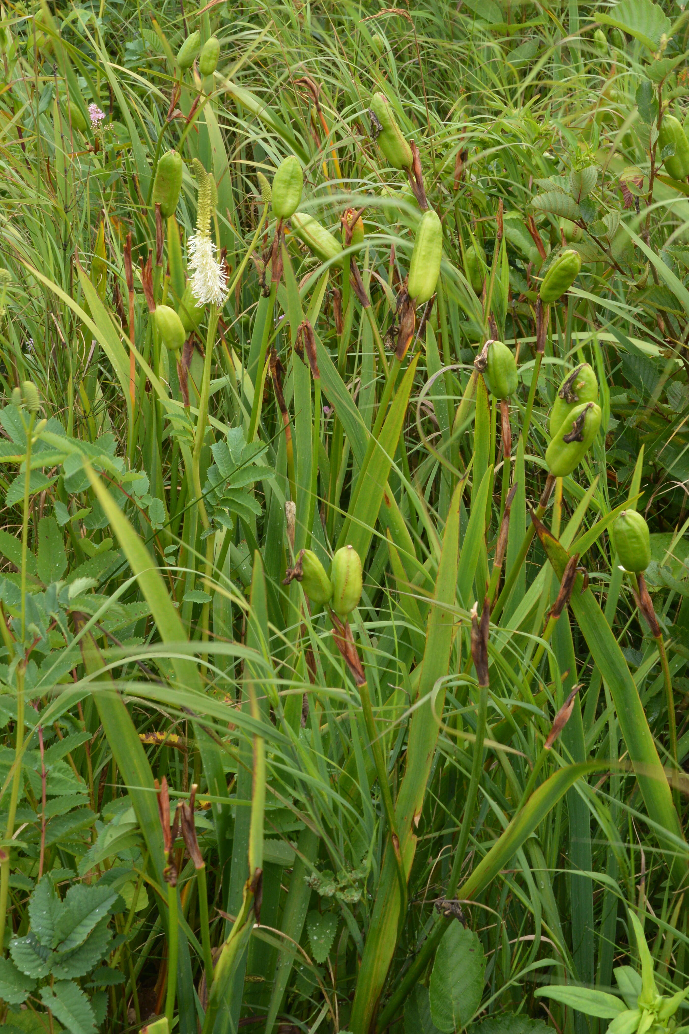 Image de blue flag iris versicolore